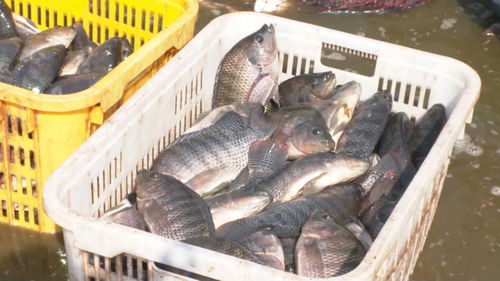 景洪內(nèi)陸水產(chǎn)養(yǎng)殖 水上春耕按下加速鍵，產(chǎn)銷一體化激活新動能