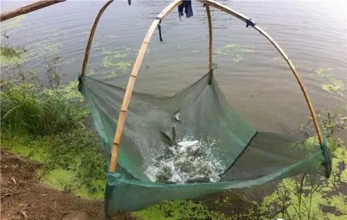 內(nèi)陸水產(chǎn)養(yǎng)殖銷售 把握未來(lái)趨勢(shì)，養(yǎng)殖者行動(dòng)指南